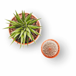 Cactuses Cactuses