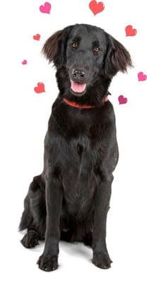 dog-hero-image-opt dog-hero-image-opt