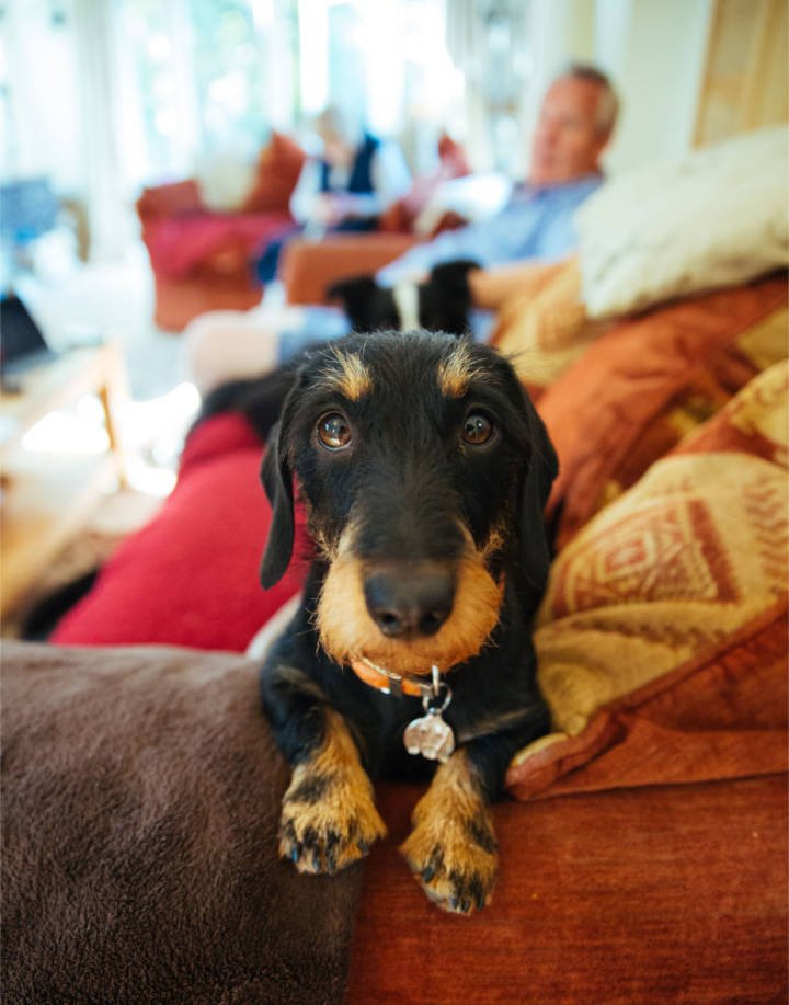 my-waggy-tails-dog-on-couch-staring